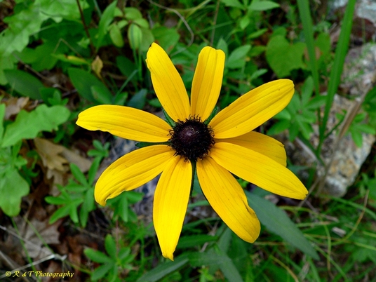 {Rudbeckia hirta}